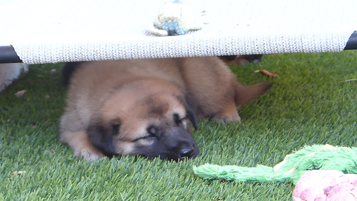 chinook dog